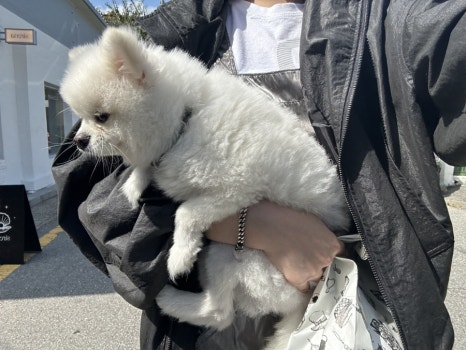 갱수포차 이미지