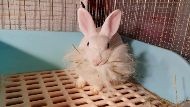 달토끼24 이미지