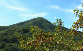 열매영농조합법인 이미지