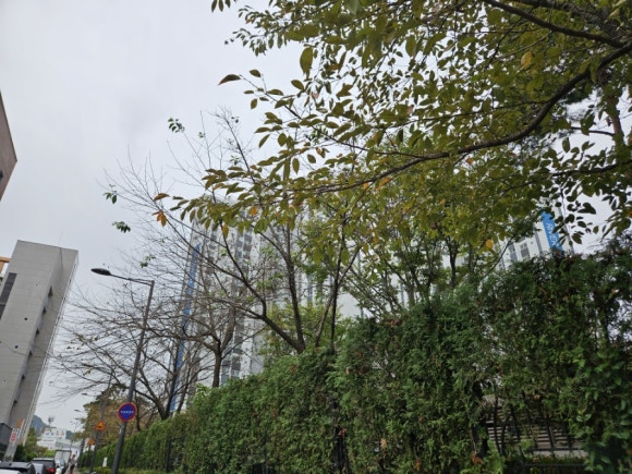 레파스 학동점 이미지