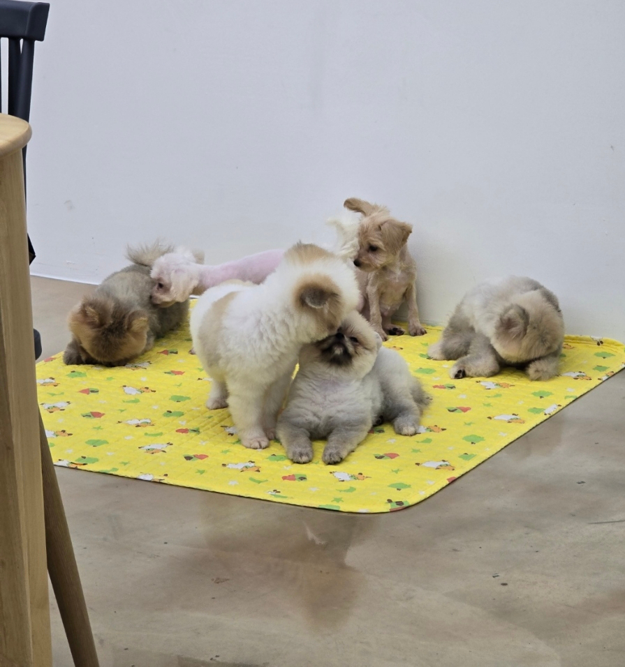 벨라루시애견미용학원 이미지