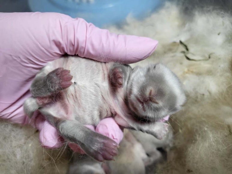 달토끼24 이미지