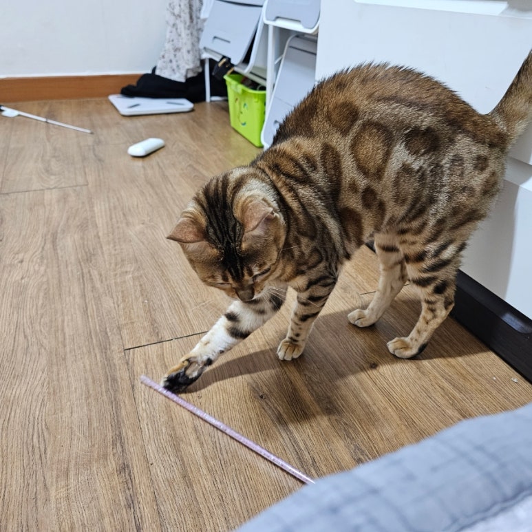 천방지축까까 이미지