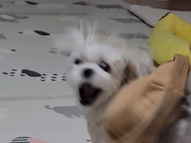 국시가 이미지