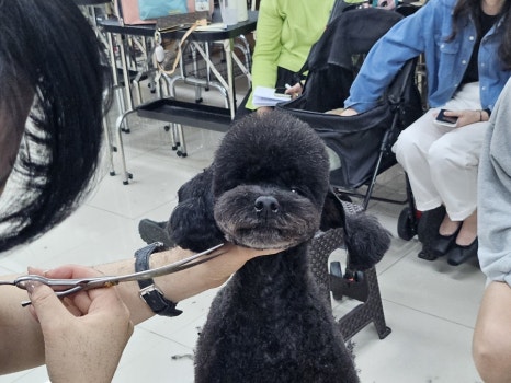 에이스애견미용학원 이미지