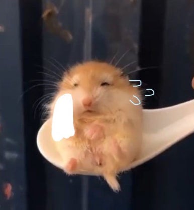 바바 이미지