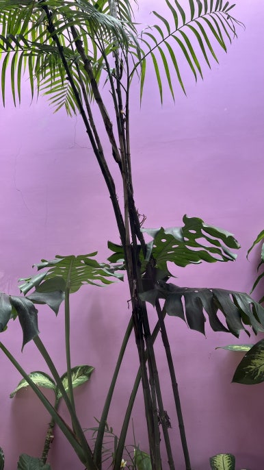 바디카인드 이미지