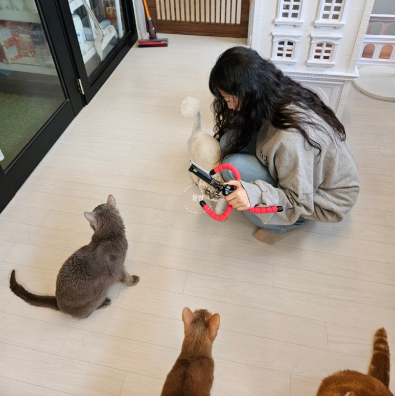 모여봐요 고양이카페 이미지