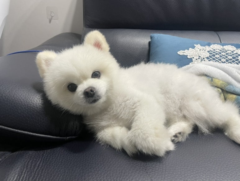 오씨오씨 이미지