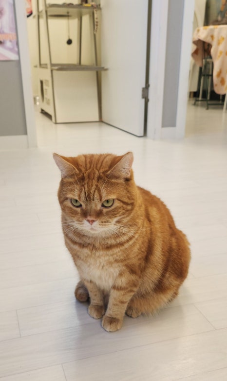 모여봐요 고양이카페 이미지