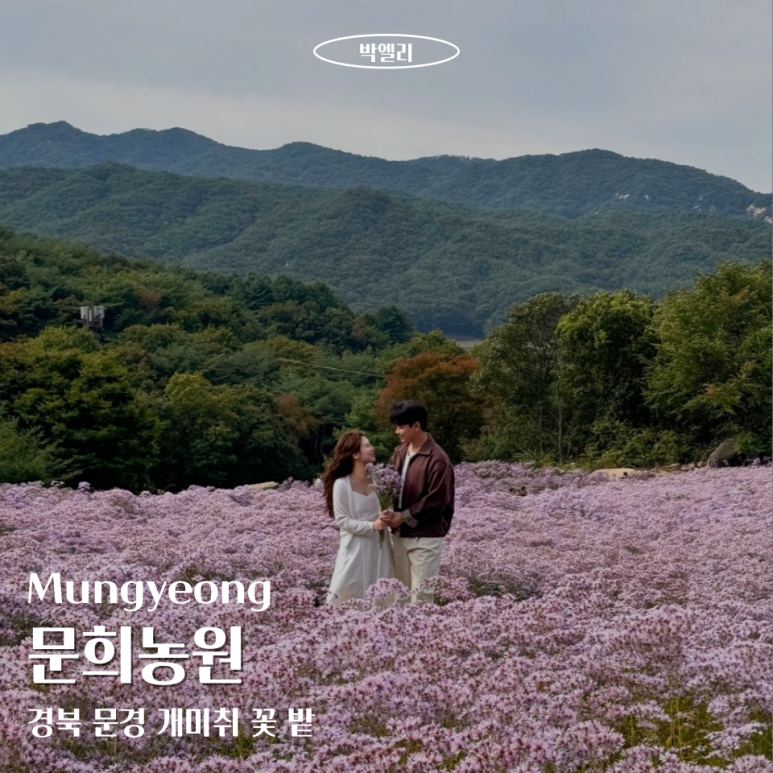 문희꽃밭 이미지