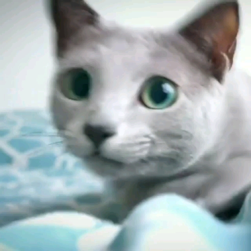 몽키꽈배기 이미지