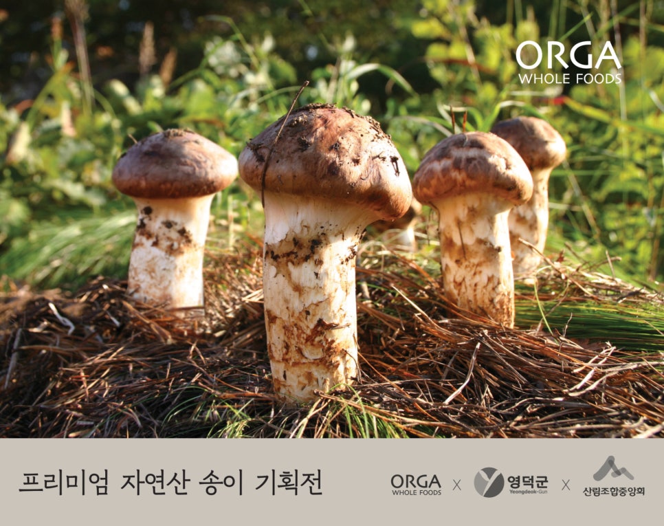 소나무푸드 이미지