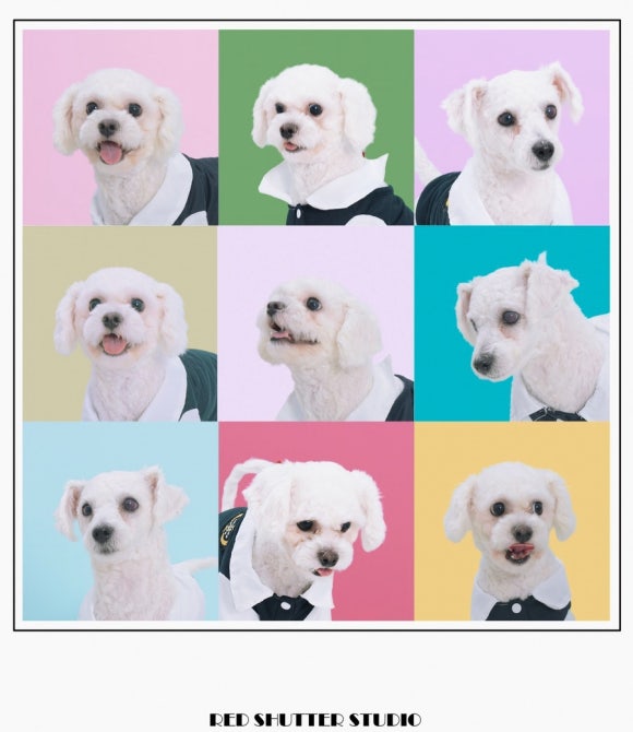 대추사진관 이미지