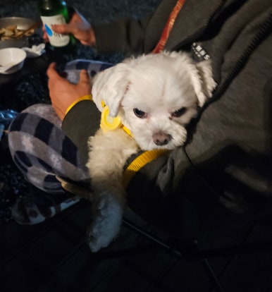 솔향기길야영장 이미지