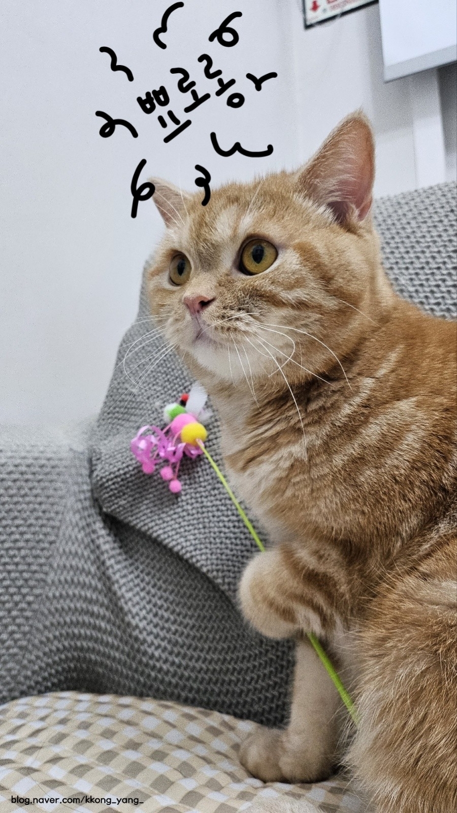띠용 이미지