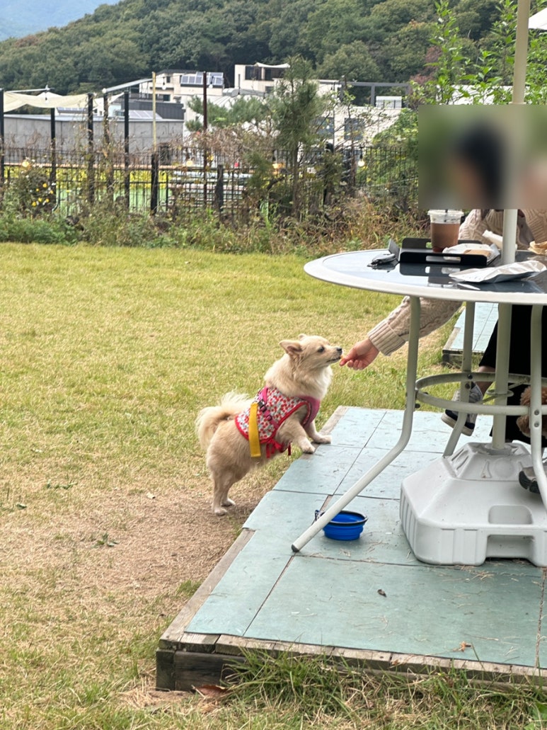 별똥구리 이미지