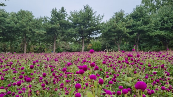 질경이수원 이미지