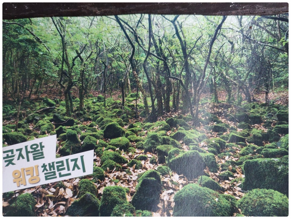 저지1521 이미지