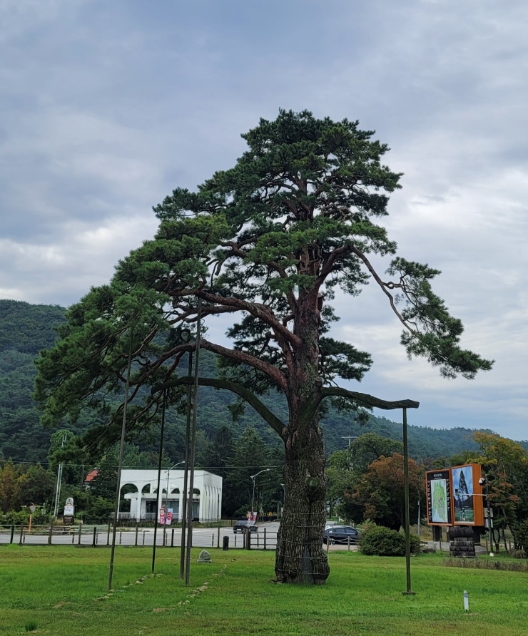 고릴라캠핑인속리산 이미지