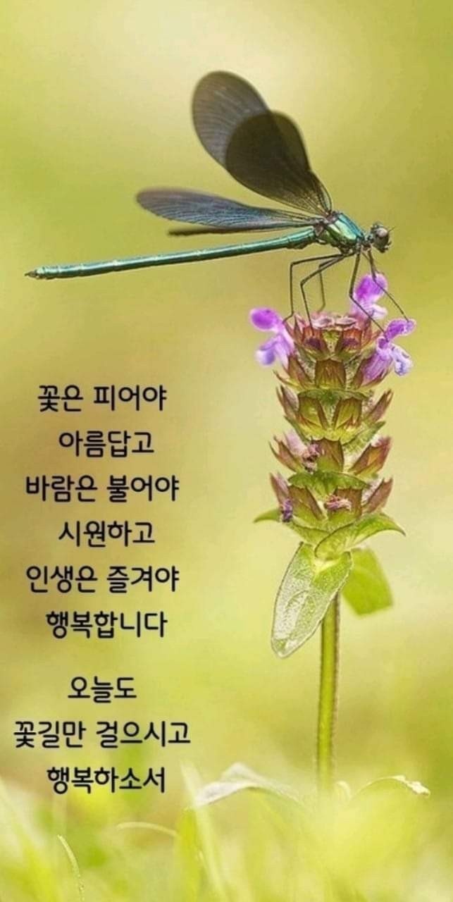 오늘도꽃 이미지