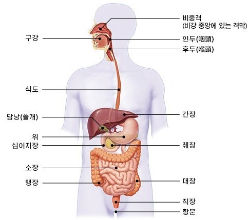 배소화 이미지