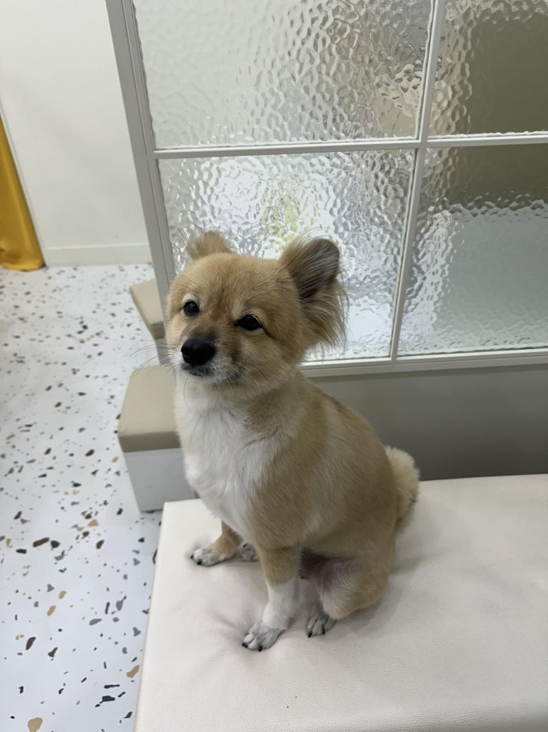 네일도;해 이미지