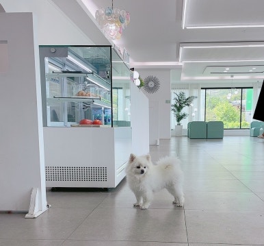 피피비피 이미지