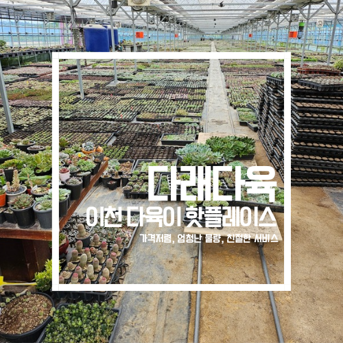 다래랑다육 이미지
