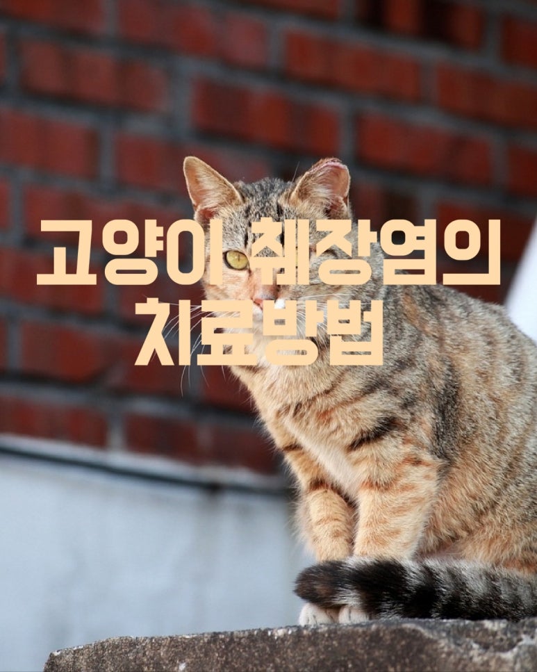 고양이 췌장염의 치료방법