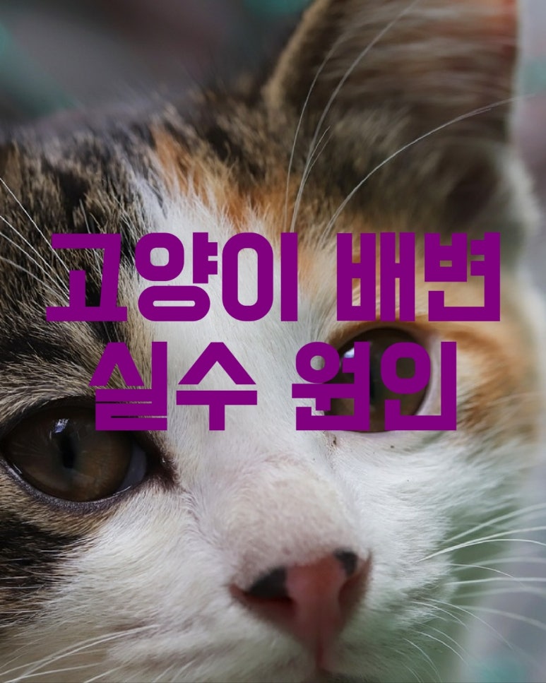 고양이 배변 실수 원인