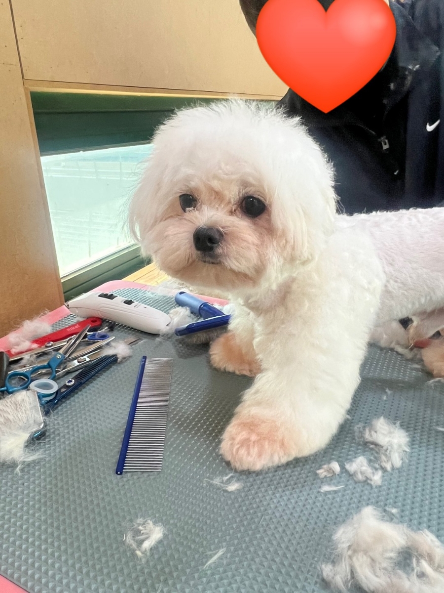 포항애견미용학원 이미지