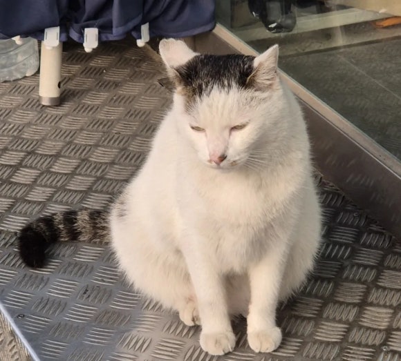 바로잘돼지 이미지