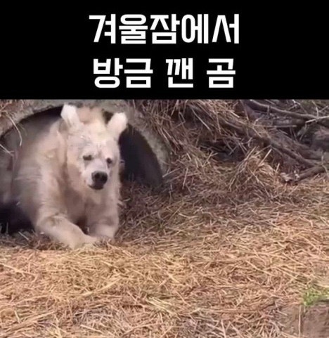 겨울잠 이미지