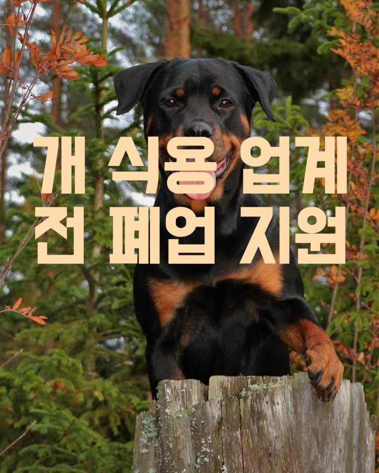 개 식용 업계 전 폐업 지원