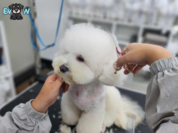대구 애견미용학원, 자격증 취득 과정 및 후기