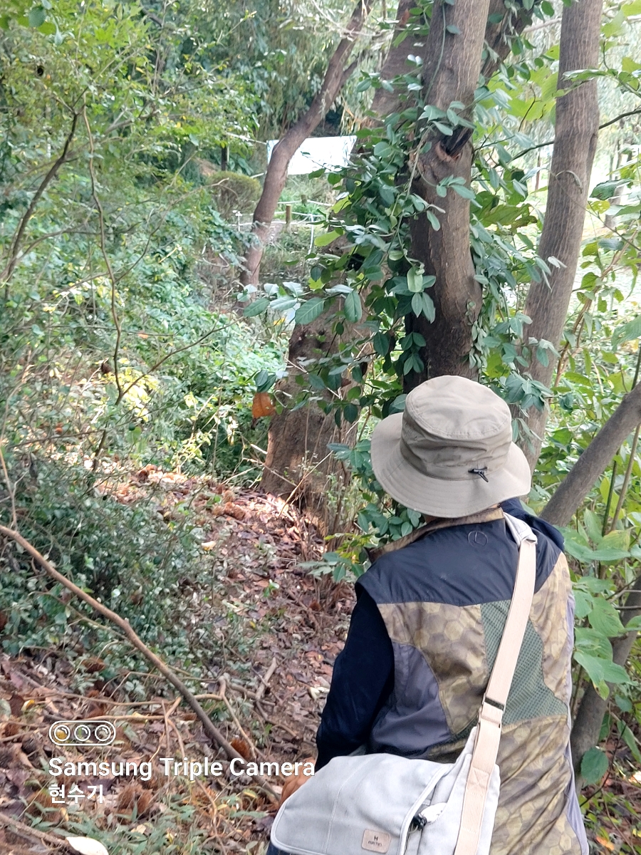 질경이수원 이미지