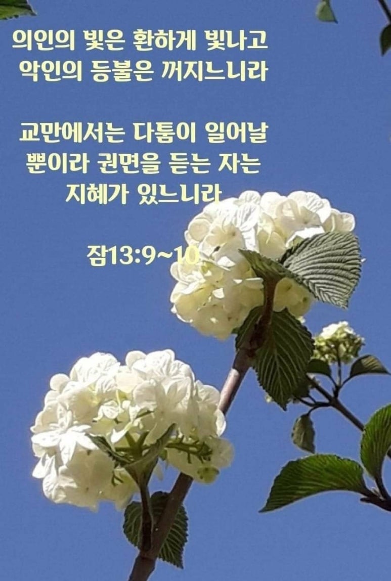 그리다시스 이미지
