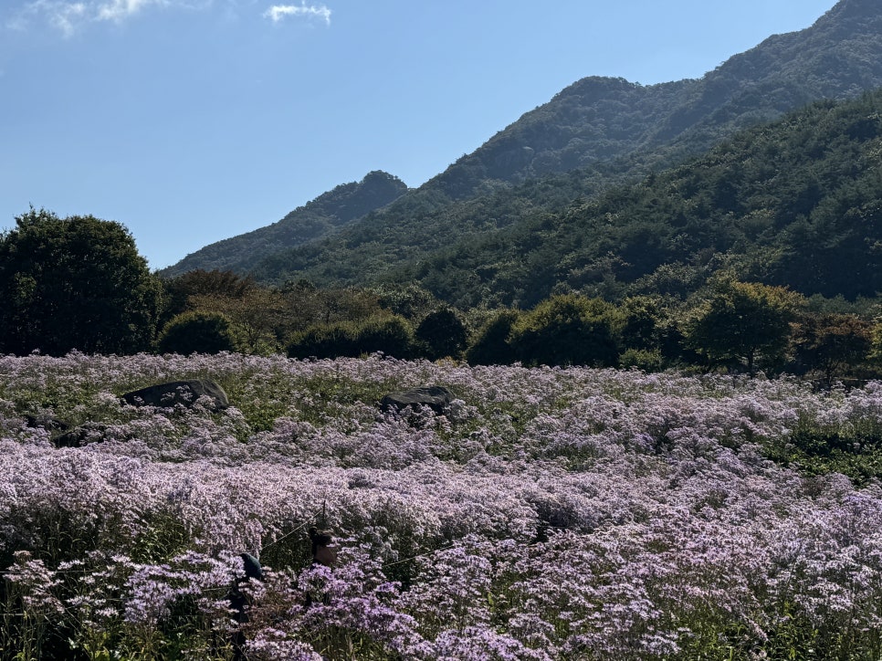 문희꽃밭 이미지