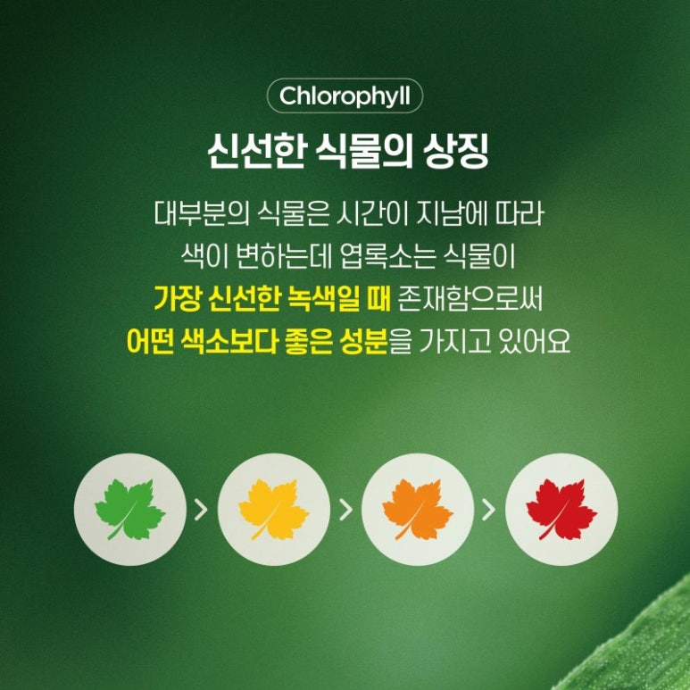 트루그린 이미지