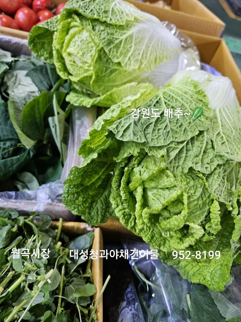 싱싱야채청과 이미지