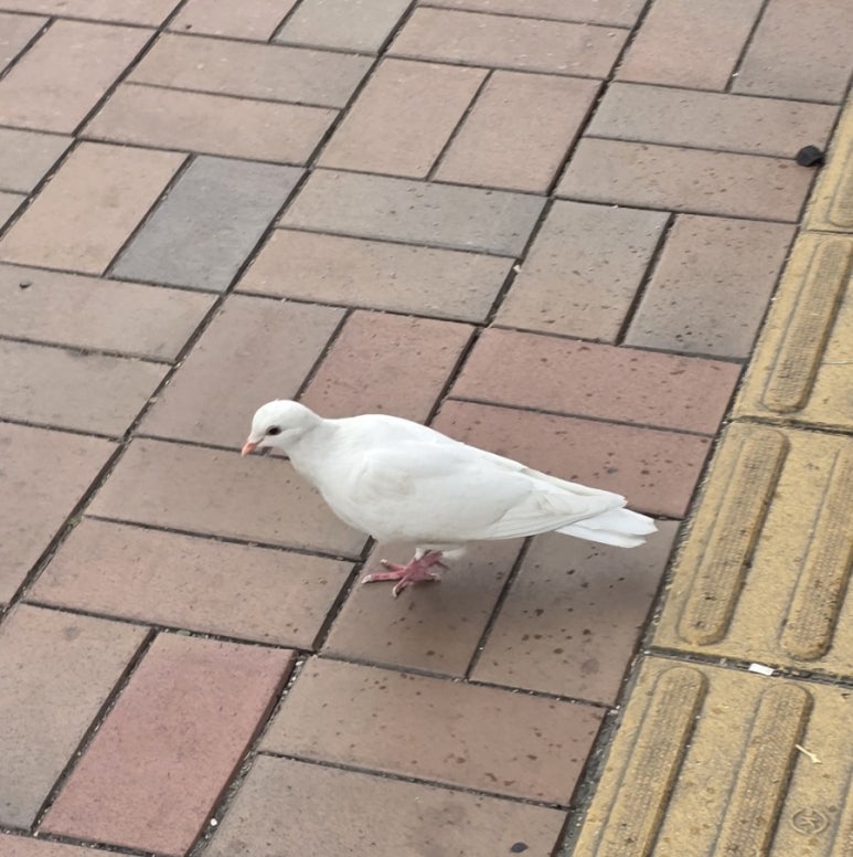 볼볼티 이미지