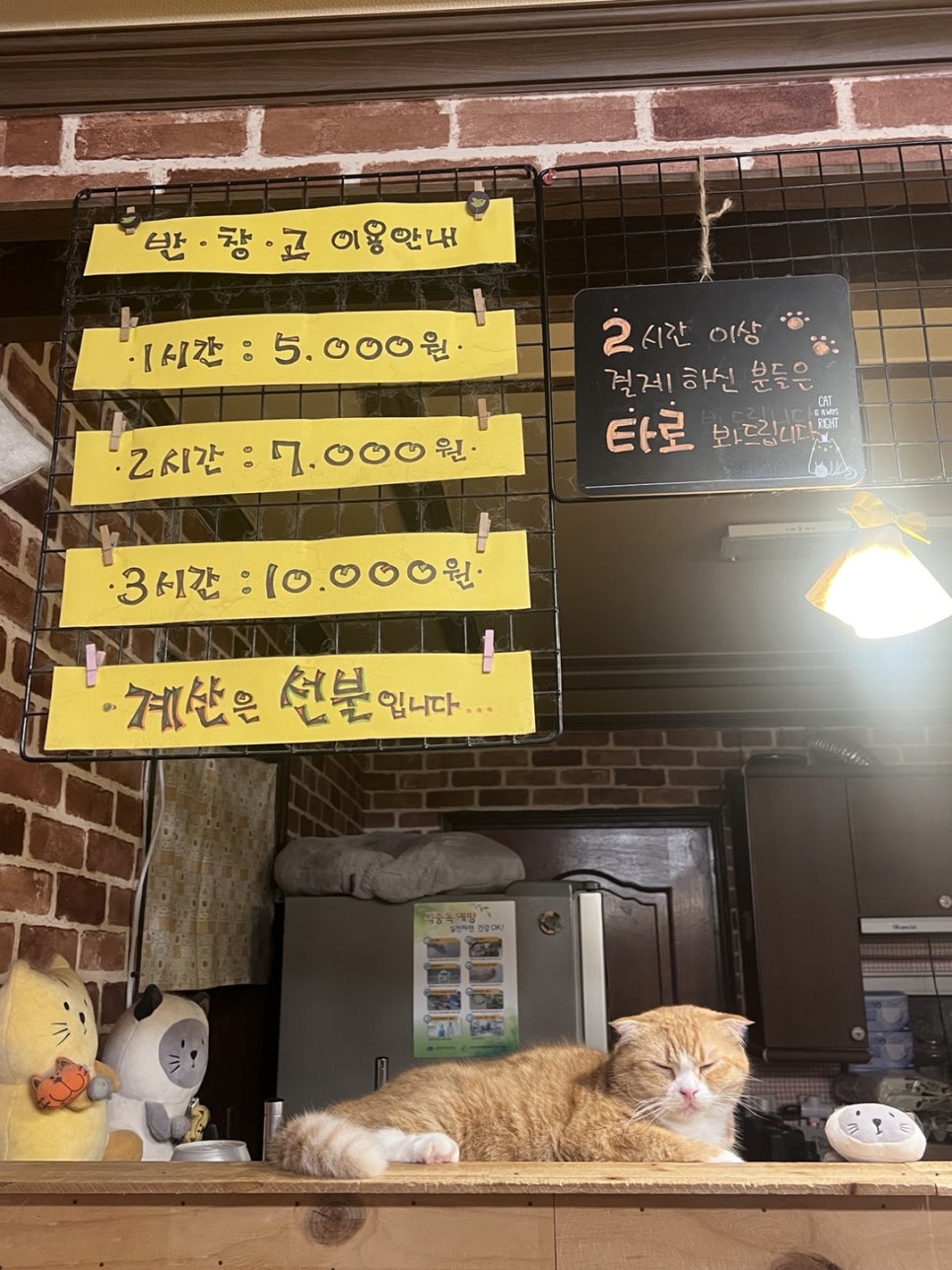 반갑다창문밖고양이 이미지