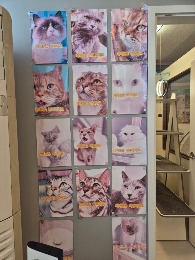 모여봐요 고양이카페 이미지