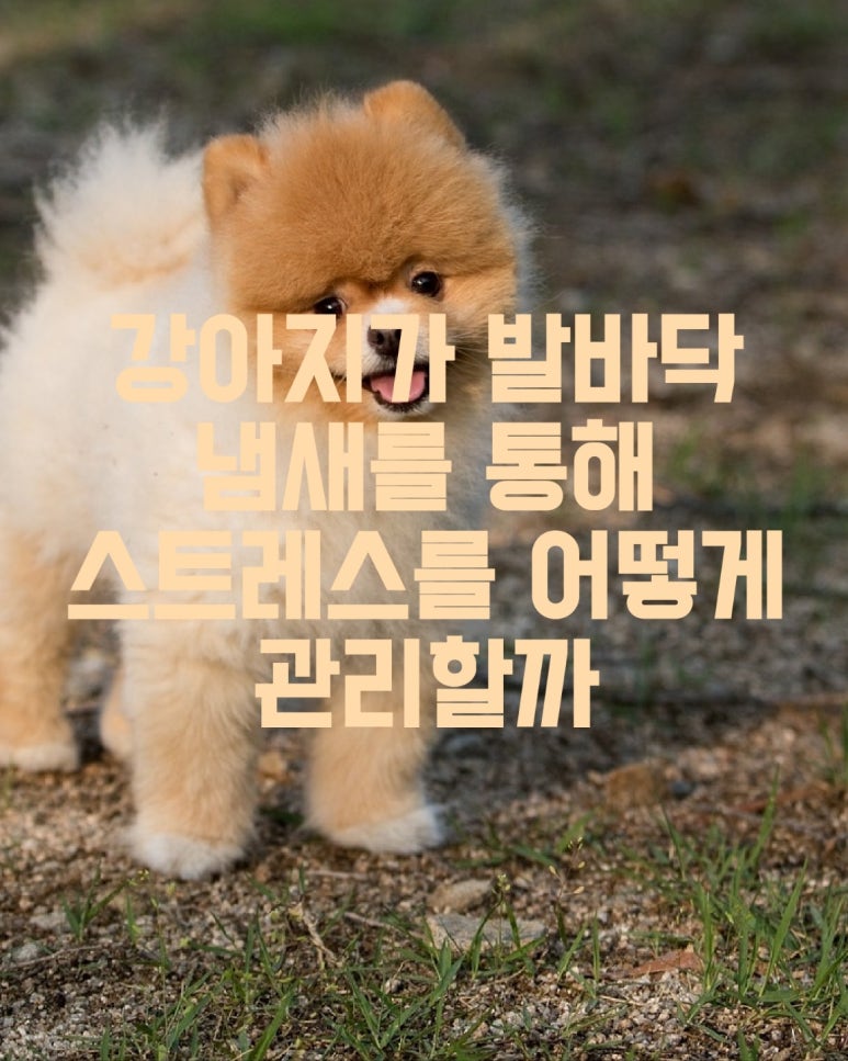 강아지가 발바닥 냄새를 통해 스트레스를 어떻게 관리할까