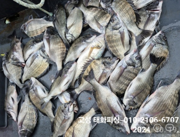 태화낚시 이미지
