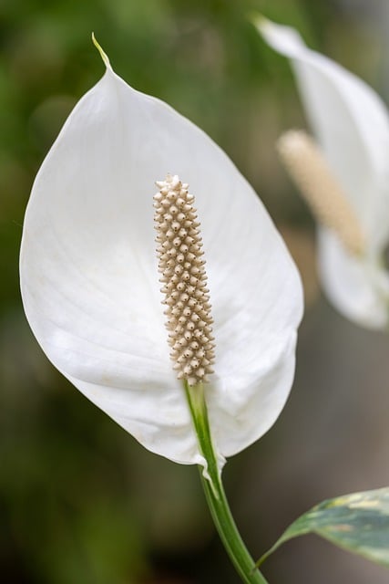 상관명품한우 이미지