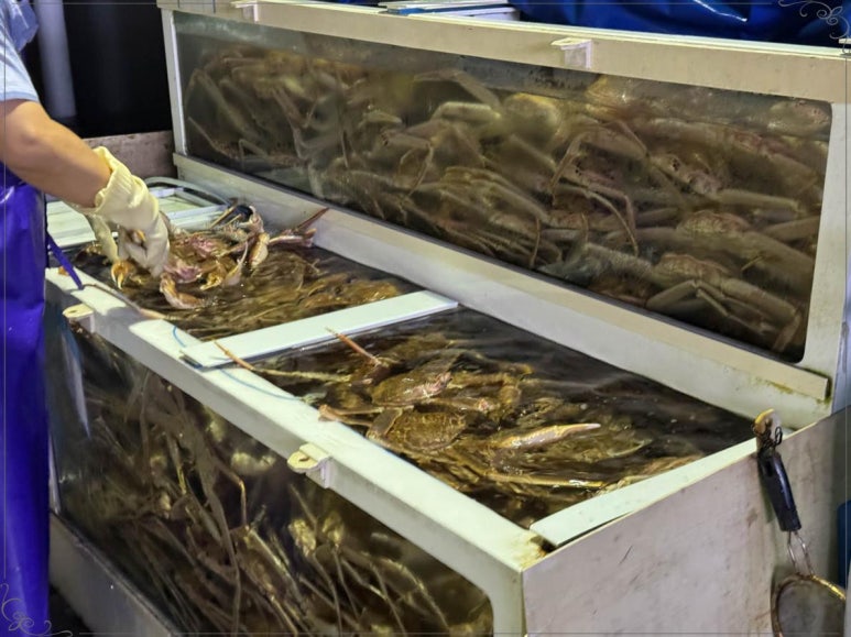 밍크고래와 참다랑어 이미지