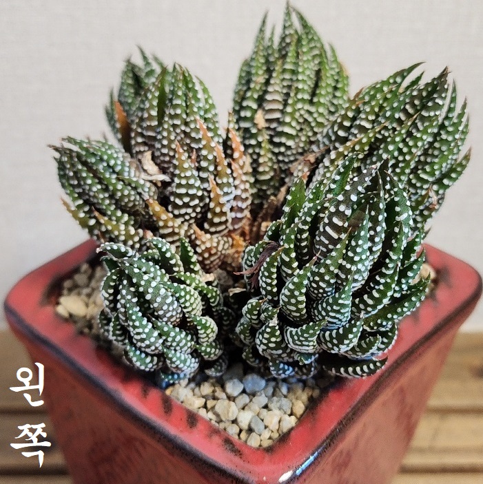 다육 이미지