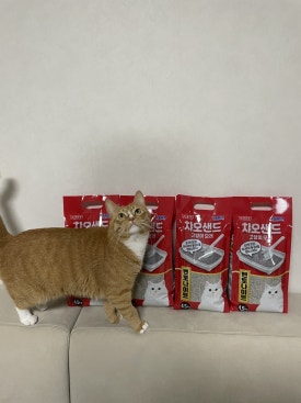 챠오챠오 이미지
